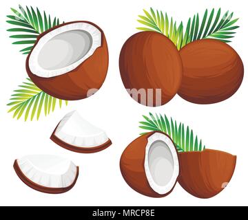 Coconut Abbildung. Ganze Stücke Kokosnüsse mit grünen Palmen Blätter. Organic Food Ingredient, natürlichen tropischen Produkt. Vector Illustration isolieren Stock Vektor