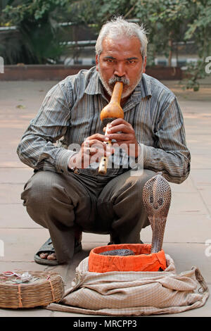 Delhi, Indien - 24. November 2015: eine Kobra durch einen indischen Mann mit einer Flöte für die Unterhaltung der Touristen in einer Straße von Delhi, Indien bezaubert sein Stockfoto