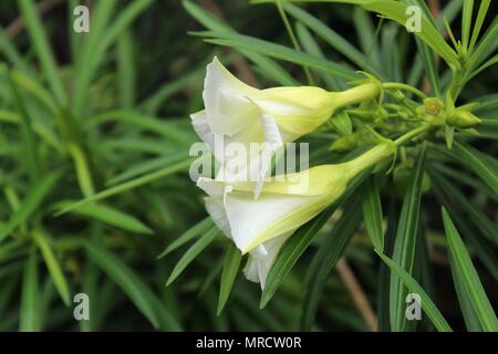 Nahaufnahme der Blume von White Cascabela thevetia Stockfoto