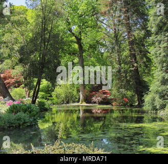 Ruhigen Teich in einem englischen Landschaftsgarten im Frühjahr mit Azaleen und Rhododendren Stockfoto