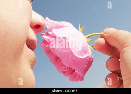 Sieben Jahre alter Junge duftende rosa Rose im Frühjahr Tag blauer Himmel Stockfoto