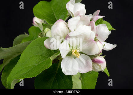 König Blume auf Apple knospen und blühen unter einer Rosette aus grünen Blättern im Frühjahr Stockfoto