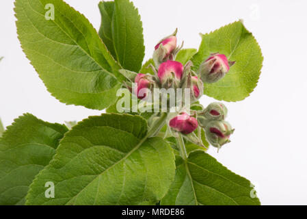 Apple Blumen in rosa Knospe kurz, bevor sie vollständig geöffnet im Frühjahr, April Stockfoto