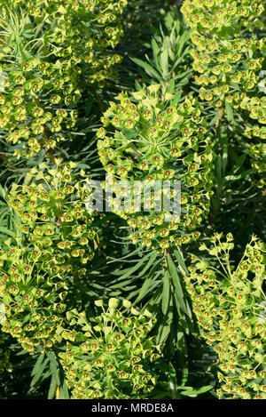 Große Blüten von Euphorbia characias 'Black Pearl' Werk in voller Blüte, Berkshire, April Stockfoto