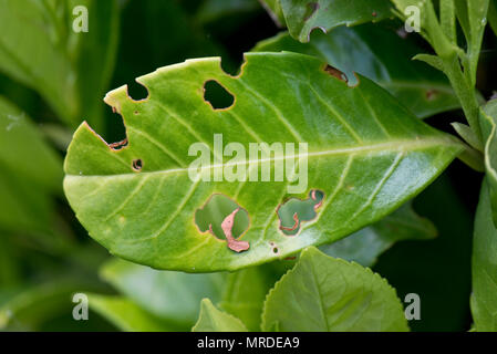 Bakterielle schuss Loch, Pseudomonas syringae, betroffene Blätter Lorbeer, Prunus laurocerasus, in einem Garten Hecke, Mai Stockfoto