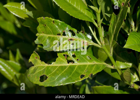 Bakterielle schuss Loch, Pseudomonas syringae, betroffene Blätter Lorbeer, Prunus laurocerasus, in einem Garten Hecke, Mai Stockfoto