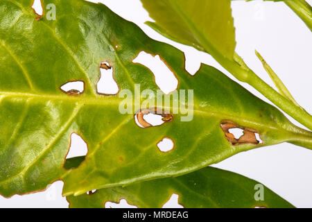 Bakterielle schuss Loch, Pseudomonas syringae, betroffene Blätter Lorbeer, Prunus laurocerasus, in einem Garten Hecke, Mai Stockfoto