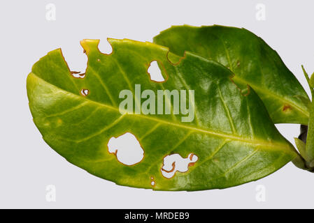 Bakterielle schuss Loch, Pseudomonas syringae, betroffene Blätter Lorbeer, Prunus laurocerasus, in einem Garten Hecke, Mai Stockfoto