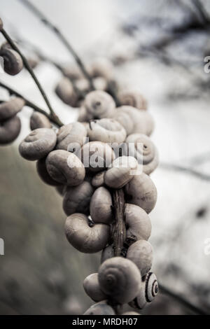 Viele Schnecken, die für eine Zweigniederlassung bei Sonnenuntergang in Israel verbunden. Stockfoto