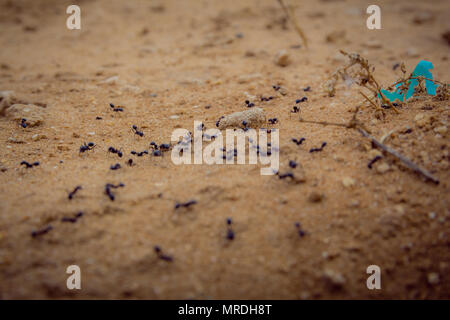 Closeup Schuß einer Gruppe von schwarzen Ameisen gehen auf Schmutz. Stockfoto