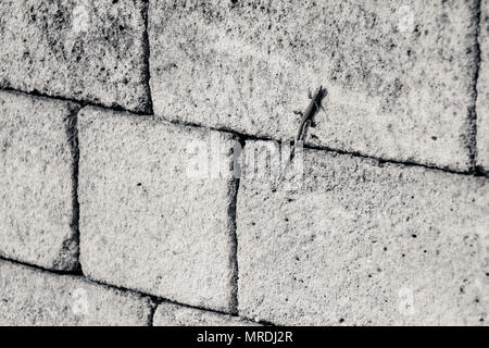 Eidechse an der Wand. Schwarz und Weiß. Stockfoto