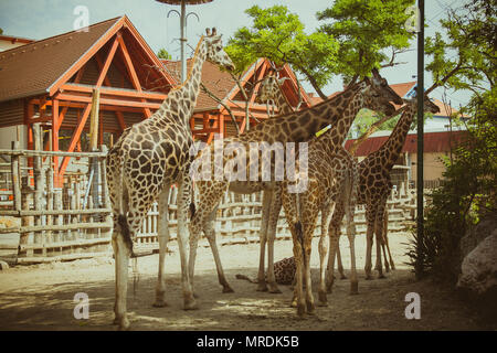 Gruppe von Giraffen im Zoo. Stockfoto