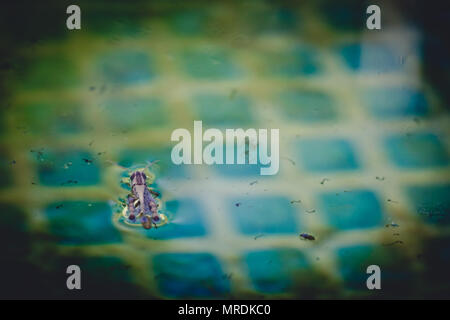 Grasshopper schwimmend im Wasser im Pool. Engen Fokus. Stockfoto