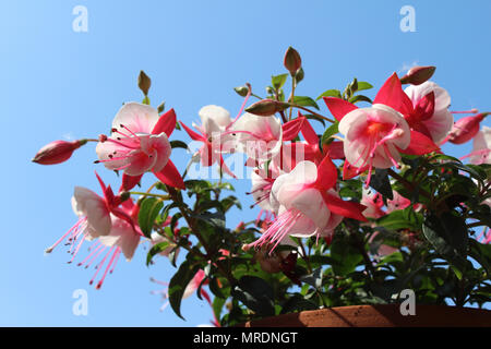 Die hellen zweifarbige Blüten einer Rosa und Weiß Fuchsia, Blüte im Sommer, vor dem Hintergrund des blauen Himmels. Stockfoto