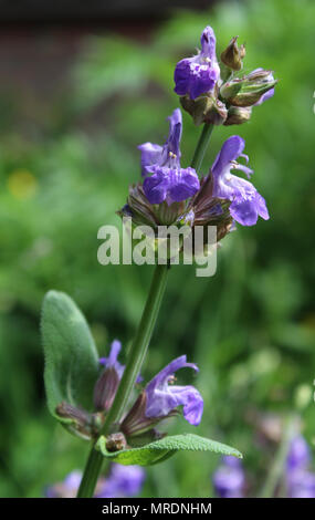 Die aufstrebenden Blütenknospen der Pflanze Salvia officinalis, auch bekannt als Garten Salbei, oder gemeinsame Salbei, draußen wachsen in einer natürlichen Umgebung. Stockfoto