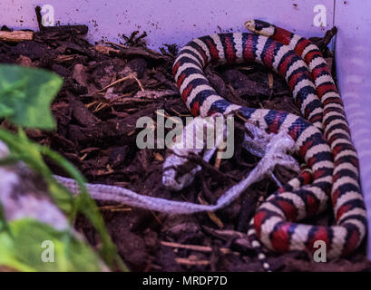 Lampropeltis pyromelana/Arizona mountain kingsnake Stockfoto