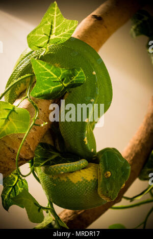 Green Tree python/Morelia viridis Stockfoto