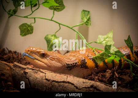 Tiliqua scincoides Intermedia/Blaue Zunge Stockfoto