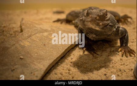 Marokkanische Uromastyx nigriventris / DABB Stockfoto