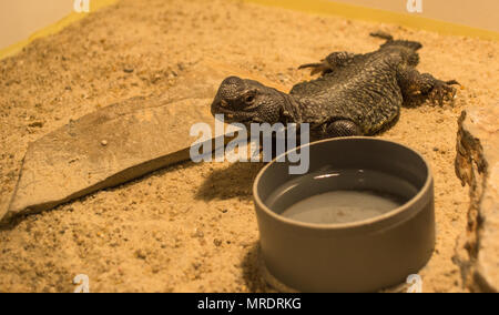 Marokkanische Uromastyx nigriventris / DABB Stockfoto