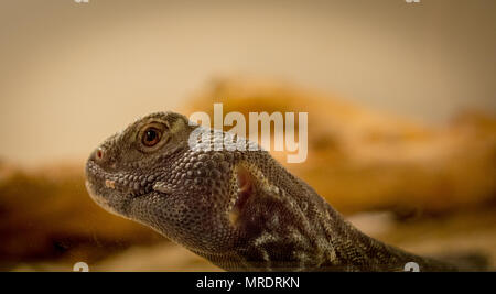 Marokkanische Uromastyx nigriventris / DABB Stockfoto