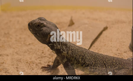 Marokkanische Uromastyx nigriventris / DABB Stockfoto