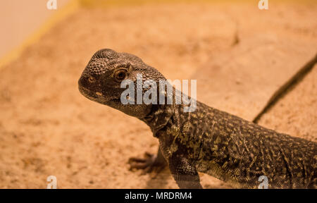 Marokkanische Uromastyx nigriventris / DABB Stockfoto