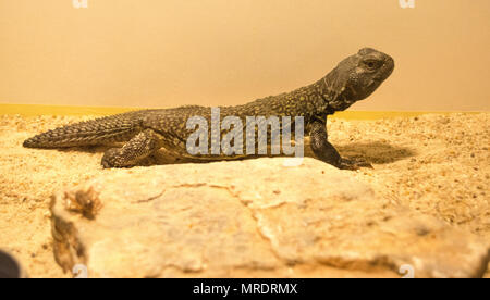 Marokkanische Uromastyx nigriventris / DABB Stockfoto