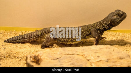 Marokkanische Uromastyx nigriventris / DABB Stockfoto