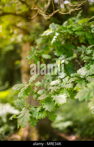 Junge eiche Blätter auf einem Zweig an einem sonnigen Tag Stockfoto