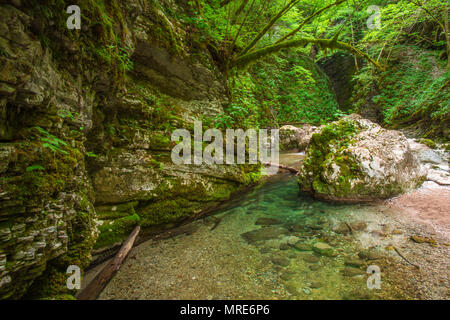 Die üppigen, grünen tiefe Schlucht, Canyon mit Crystal Clear Creek durch Felsbrocken fließt und geschichtet, bemoosten Felsen. Dschungel, Wald, Bach und Frieden. Stockfoto