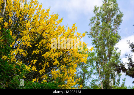 Besen Blumen im Garten Stockfoto