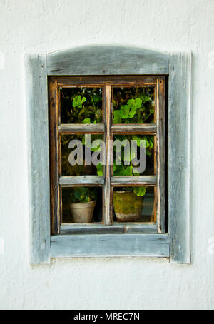 Eine alte Holz- Fenster mit Pflanzen Stockfoto