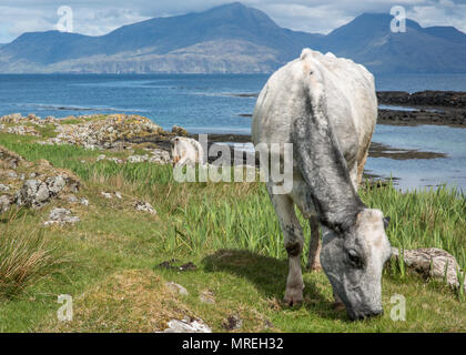 Kühe am Strand, Gallanach Bucht, Insel von Muck, kleinen Inseln der Inneren Hebriden, Schottland Stockfoto