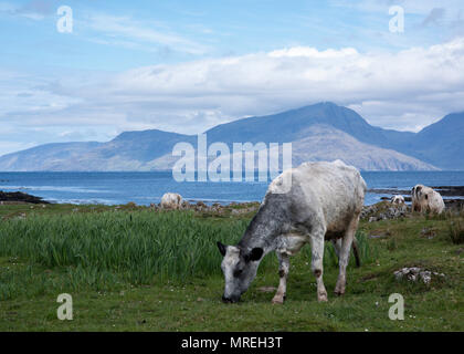 Kühe am Strand, Gallanach Bucht, Insel von Muck, kleinen Inseln der Inneren Hebriden, Schottland Stockfoto