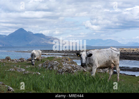 Kühe am Strand, Gallanach Bucht, Insel von Muck, kleinen Inseln der Inneren Hebriden, Schottland Stockfoto