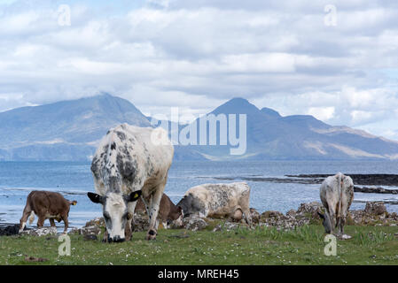 Kühe am Strand, Gallanach Bucht, Insel von Muck, kleinen Inseln der Inneren Hebriden, Schottland Stockfoto