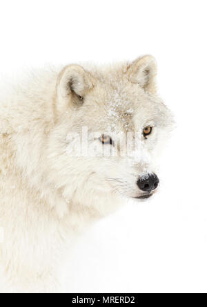 Ein einsamer Arktische Wölfe (Canis lupus arctos) stehen im Winter schnee Kanada Stockfoto