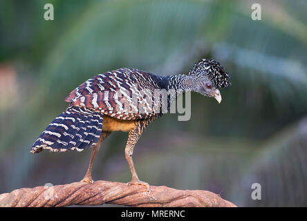 Great Curassow weibliche in Costa Rica Stockfoto