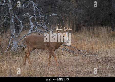 Weißwedelhirsche Buck mit einem riesigen Hals schaut über das Feld für einen Gehilfen im Herbst rut in Kanada Stockfoto