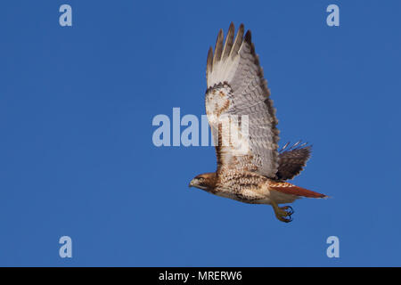 Red-tailed Hawk (Buteo Jamaicensis) im Flug vor blauem Himmel Stockfoto