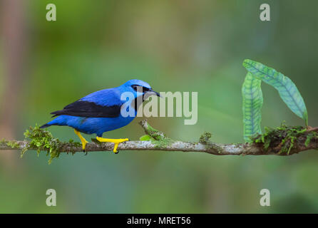 Shining (Honeycreeper Cyanerpes Lucidus) Costa Rica Stockfoto