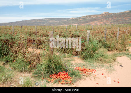 Tomate-ernte von Dürre betroffen, in der Nähe von Klawer, Western Cape, Südafrika. Stockfoto