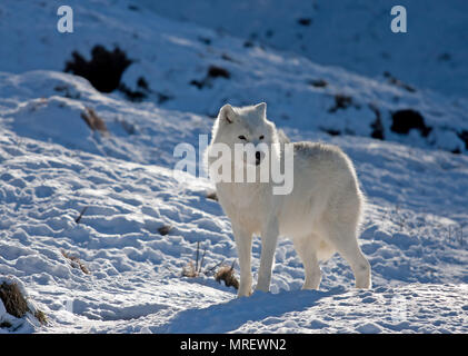 Ein einsamer Arktische Wölfe (Canis lupus arctos) stehen im Winter schnee Kanada Stockfoto