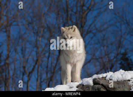 Ein einsamer Arktische Wölfe (Canis lupus arctos) stehen im Winter schnee Kanada Stockfoto