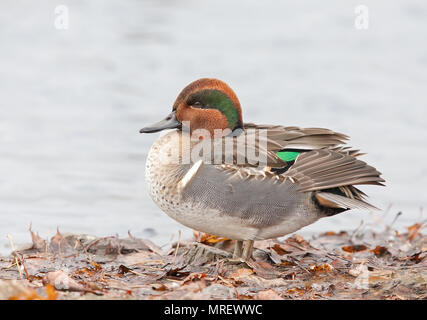 Green-winged teal Mann an der Seite des Teiches in Kanada ruhen Stockfoto