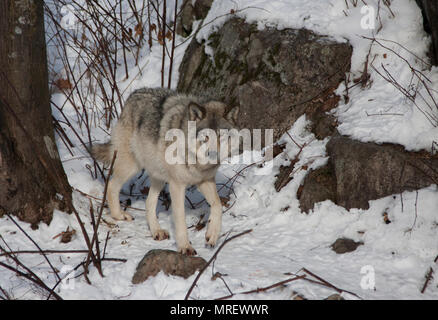 Timber Wolf oder grauen Wolf (Canis lupus), stehen im Winter Schnee in Kanada Stockfoto
