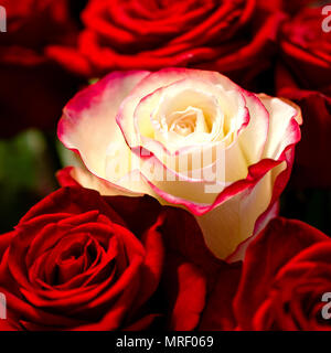 Makro Foto von der Weißen Rose unter mehreren Rot rote Rosen. Das Konzept ist nicht wie jeder andere auch. Platz. Close-up. Stockfoto