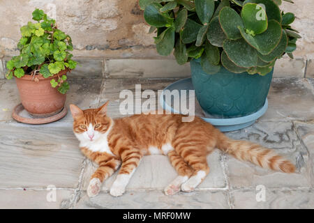 Ein Bewohner ginger Cat am Revakli Ev Guest house, Dipkarpaz, Nordzypern Stockfoto