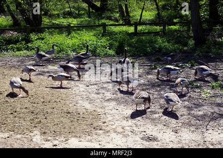 Gemischte Herde von Greylag und ägyptischen Gänsen, die bei Rollesby Broad auf den Norfolk Broads, Großbritannien, füttern Stockfoto